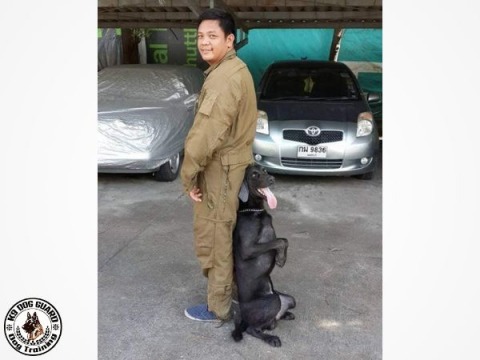 รับฝึกสอนสุนัขทุกสายพันธ์